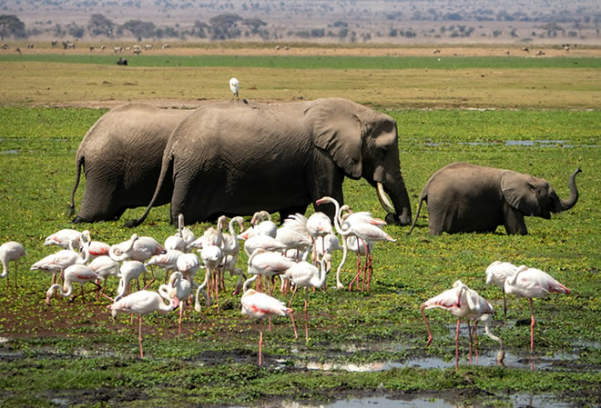 4 Days Amboseli Safari