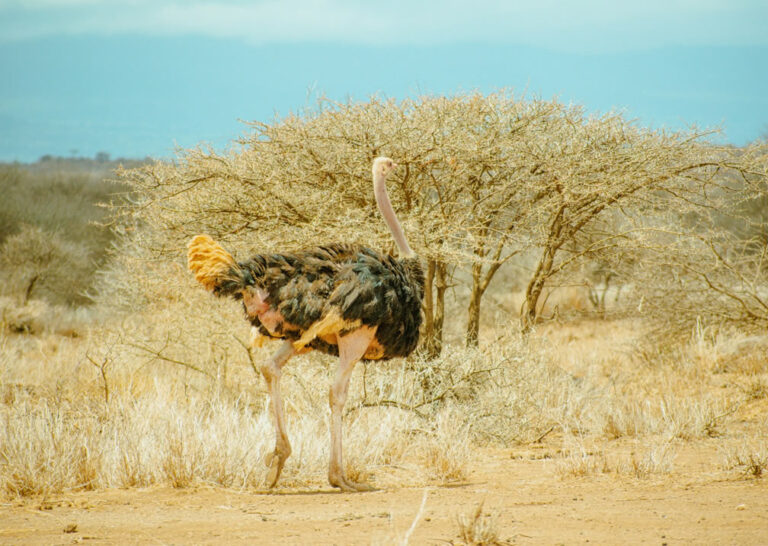 4 days Amboseli birds
