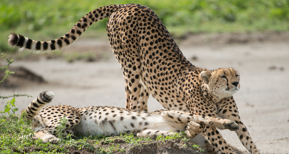 3 days maasai mara.2