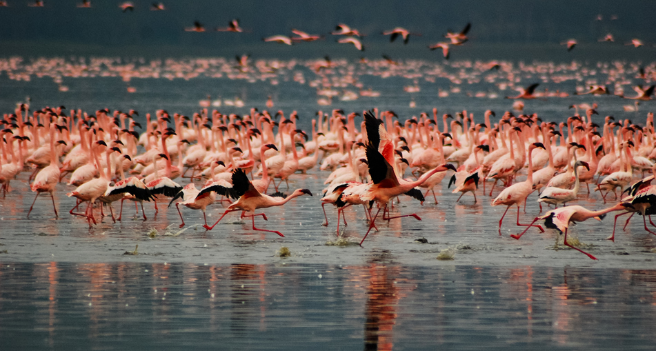 4 Days Lake Nakuru & Masai Mara Safari.1