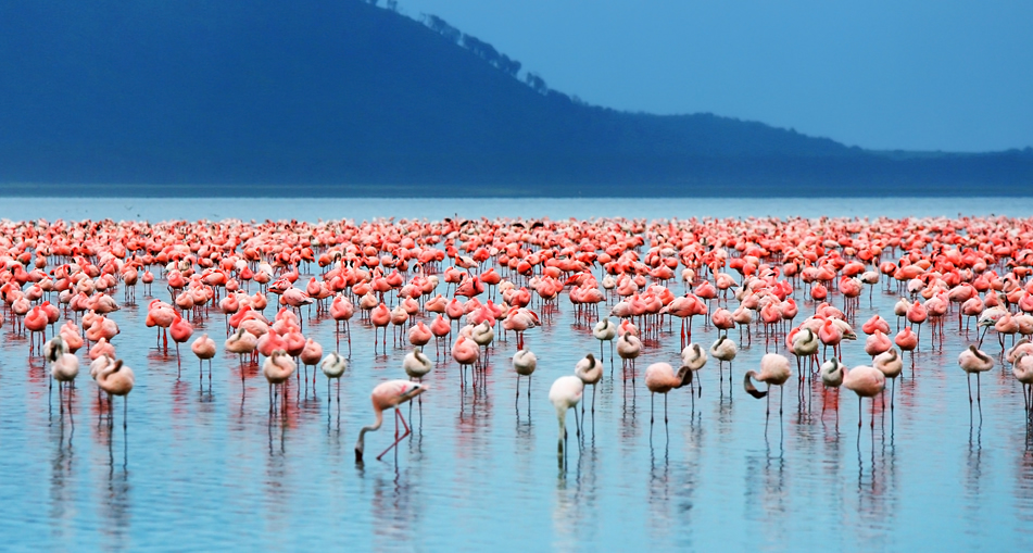 4 Days Lake Nakuru & Masai Mara Safari
