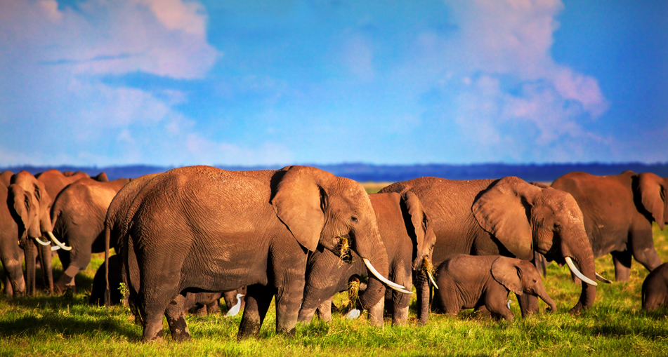 4 days amboseli national park