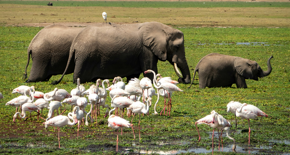 4 days amboseli national park2
