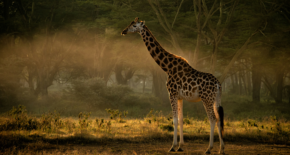 7 Days Samburu, Aberdare, Lake Nakuru & Masai Mara Safari from Nairob_1