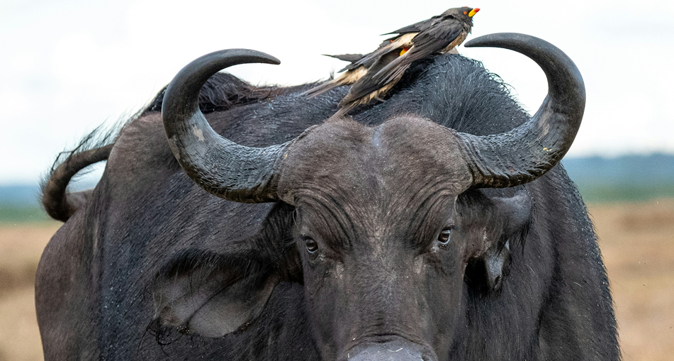 7 Days Samburu, Aberdare, Lake Nakuru & Masai Mara Safari from Nairob_2