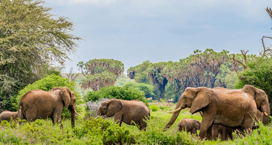 7 Days Samburu, Aberdare, Lake Nakuru & Masai Mara Safari from Nairob_3