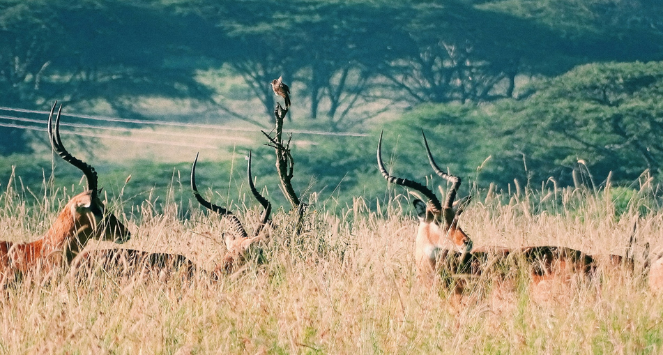 7 Days Samburu, Aberdare, Lake Nakuru & Masai Mara Safari from Nairobi
